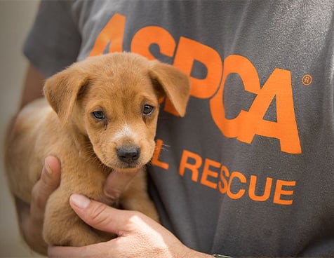 aspca-about